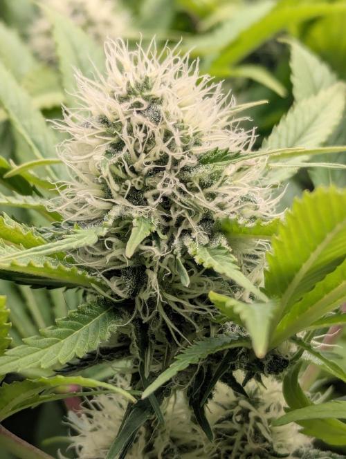 Biotabs/Autopot.- Triple Cheese. Week 11