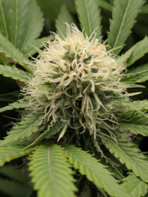 Biotabs/Autopot.- Triple Cheese. Week 11