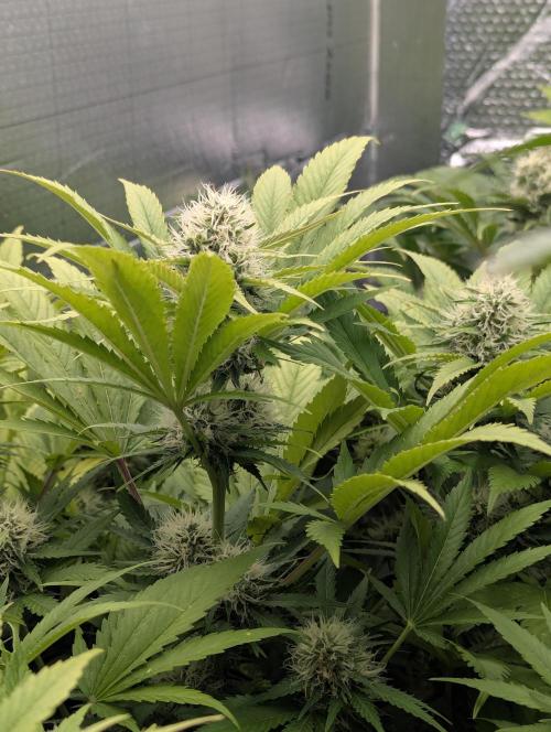 Biotabs/Autopot.- Triple Cheese. Week 11