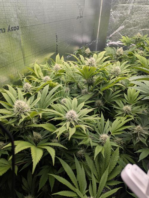 Biotabs/Autopot.- Triple Cheese. Week 11