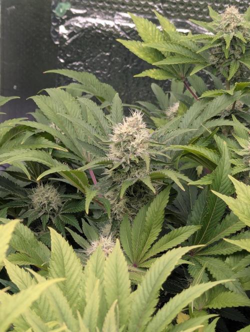 Biotabs/Autopot.- Triple Cheese. Week 11