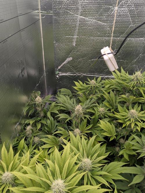 Biotabs/Autopot.- Triple Cheese. Week 11