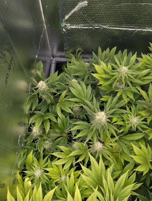 Biotabs/Autopot.- Triple Cheese. Week 11