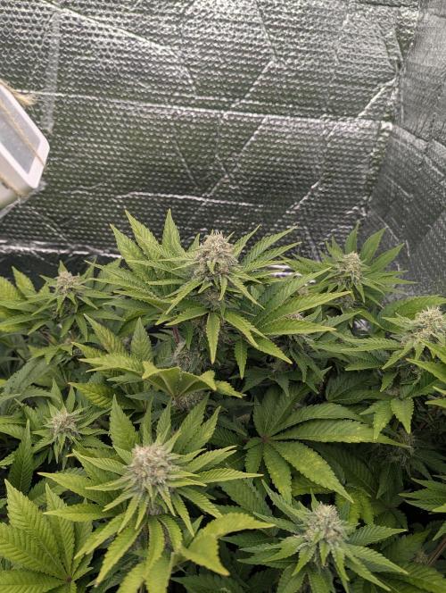Biotabs/Autopot.- Triple Cheese. Week 11