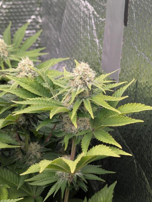 Biotabs/Autopot.- Triple Cheese. Week 11