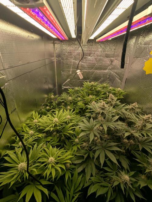 Biotabs/Autopot Tropicana Cherry. Week 11