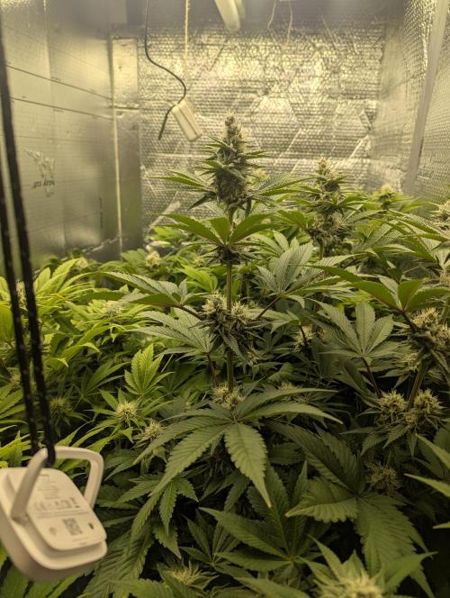 Biotabs/Autopot Tropicana Cherry. Week 11