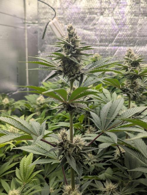 Biotabs/Autopot Tropicana Cherry. Week 11