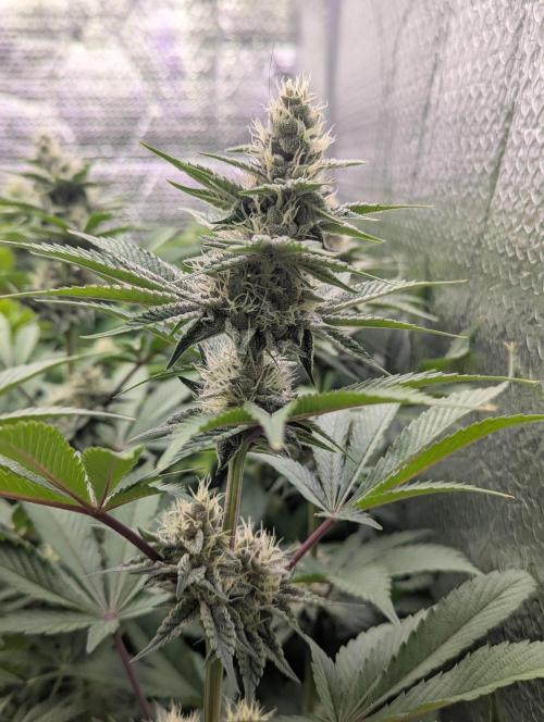 Biotabs/Autopot Tropicana Cherry. Week 11