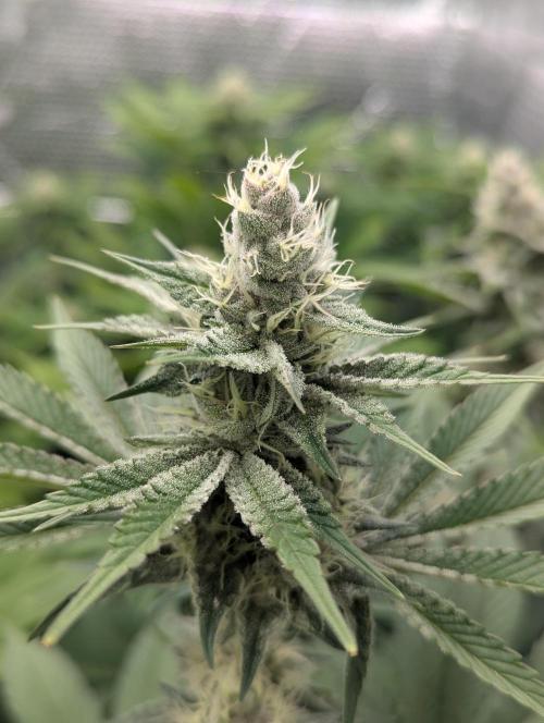 Biotabs/Autopot Tropicana Cherry. Week 11