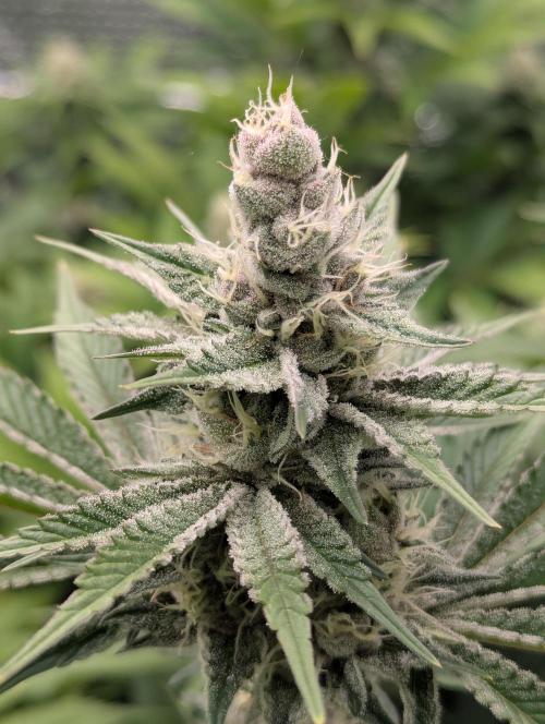 Biotabs/Autopot Tropicana Cherry. Week 11