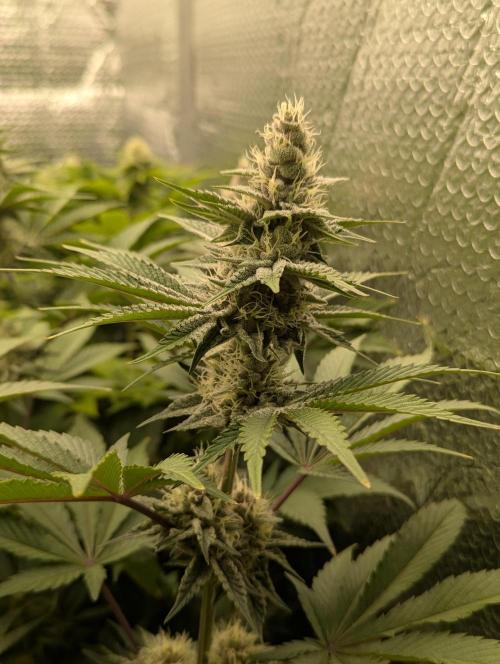 Biotabs/Autopot Tropicana Cherry. Week 11