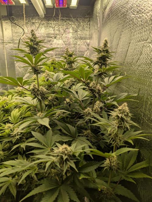 Biotabs/Autopot Tropicana Cherry. Week 11