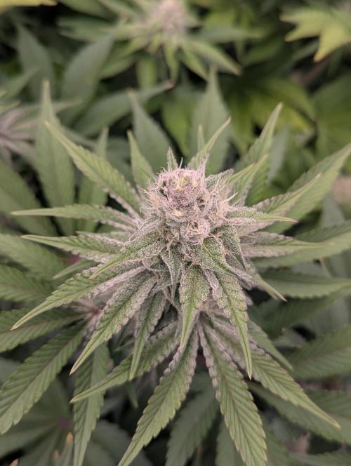 Biotabs/Autopot Tropicana Cherry. Week 11