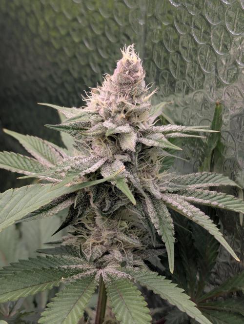 Biotabs/Autopot Tropicana Cherry. Week 11