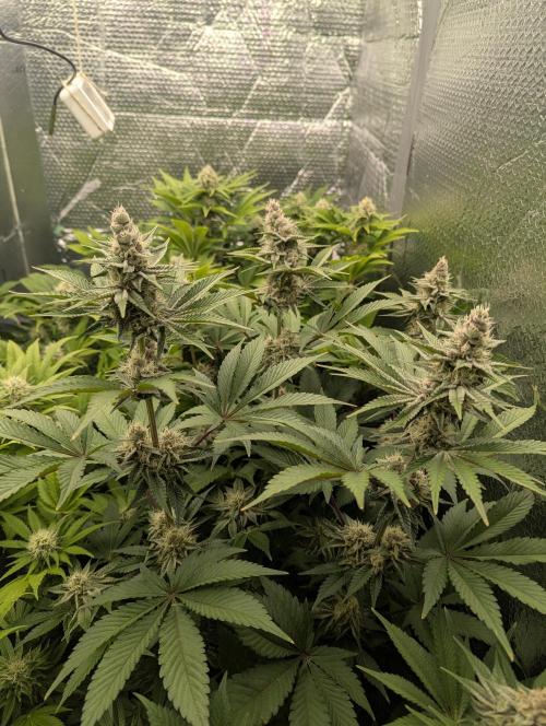 Biotabs/Autopot Tropicana Cherry. Week 11