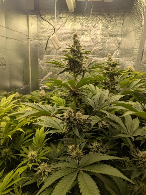 Biotabs/Autopot Tropicana Cherry. Week 11