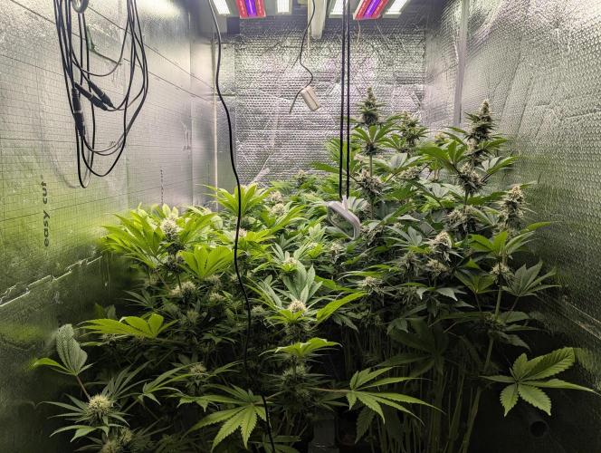 Biotabs/Autopot Tropicana Cherry. Week 11