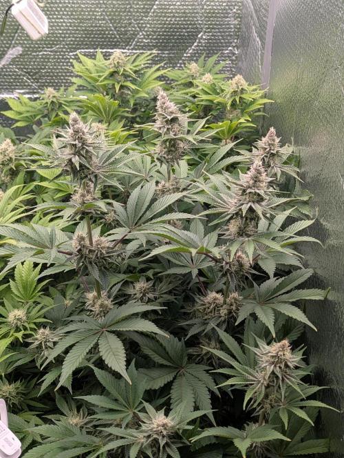 Biotabs/Autopot Tropicana Cherry. Week 11