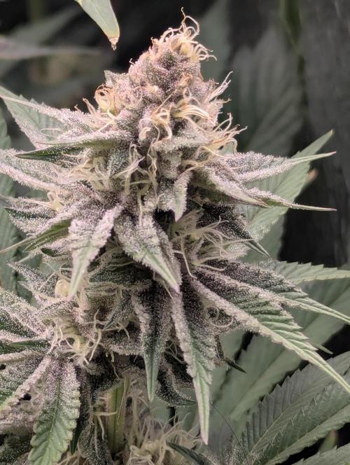 Biotabs/Autopot Tropicana Cherry. Week 11