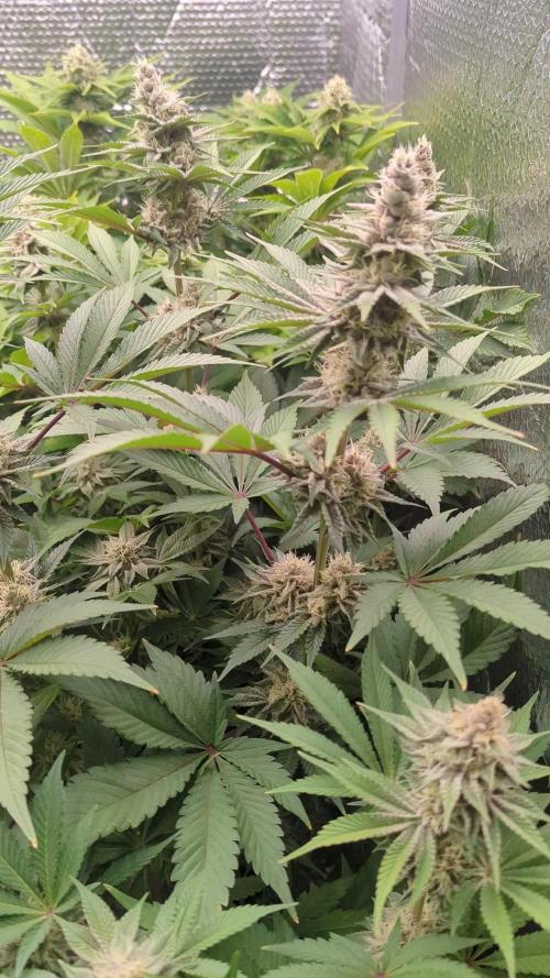 Biotabs/Autopot Tropicana Cherry