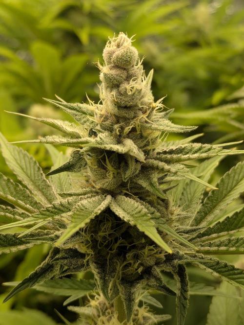 Biotabs/Autopot Tropicana Cherry. Week 11