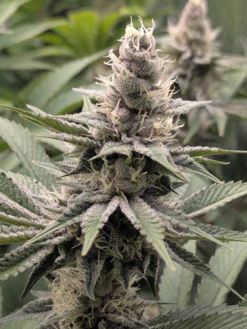 Biotabs/Autopot Tropicana Cherry. Week 11