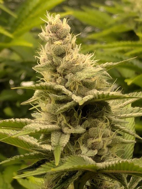 Biotabs/Autopot Tropicana Cherry. Week 11