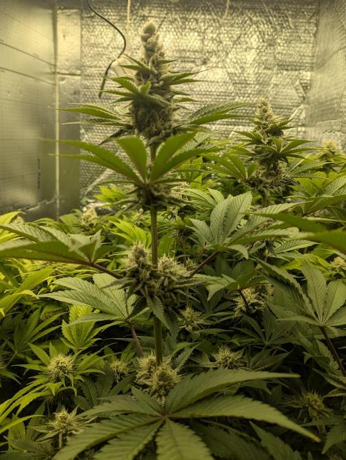 Biotabs/Autopot Tropicana Cherry. Week 11