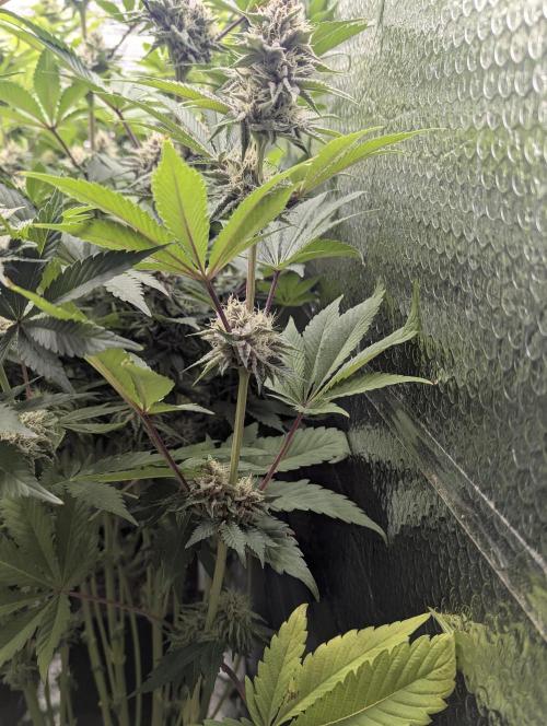 Biotabs/Autopot Tropicana Cherry. Week 11