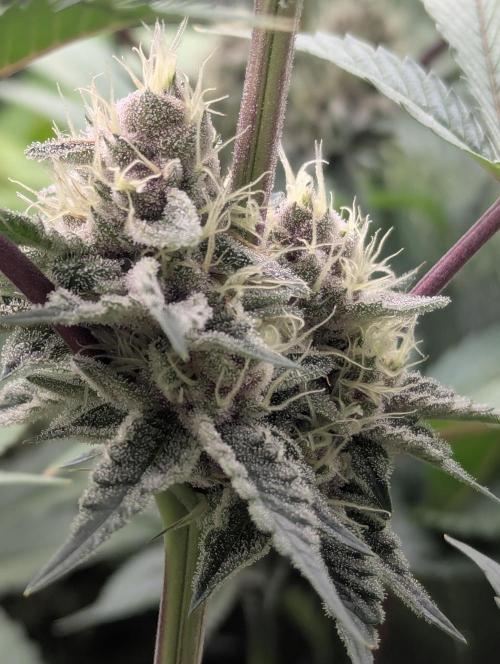 Biotabs/Autopot Tropicana Cherry. Week 11