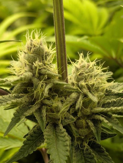 Biotabs/Autopot Tropicana Cherry. Week 11