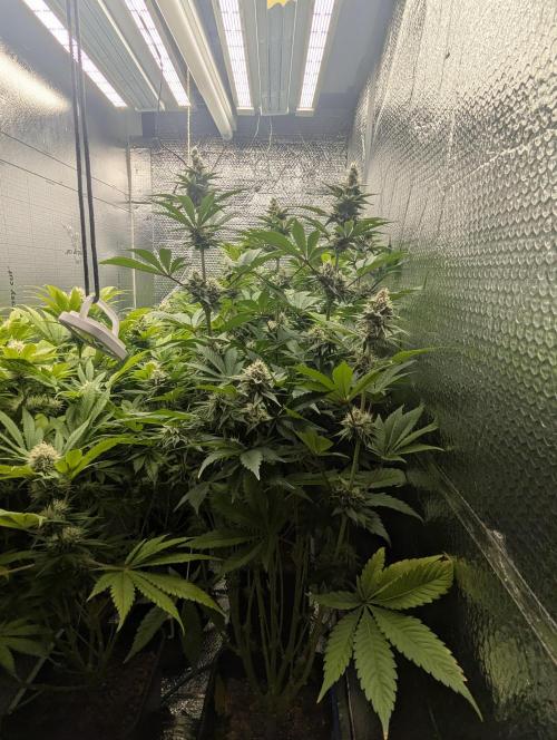 Biotabs/Autopot Tropicana Cherry. Week 11