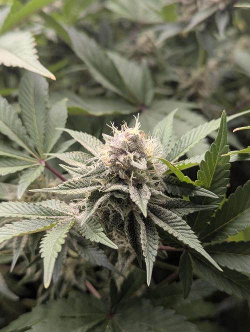 Biotabs/Autopot Tropicana Cherry. Week 12