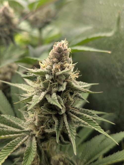 Biotabs/Autopot Tropicana Cherry. Week 12