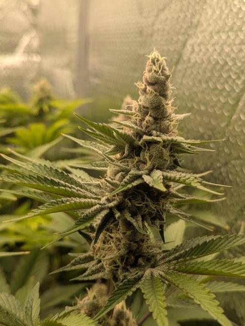 Biotabs/Autopot Tropicana Cherry. Week 12