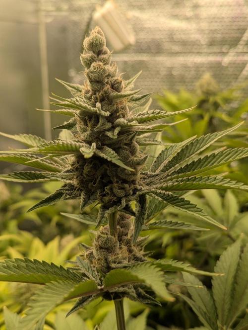 Biotabs/Autopot Tropicana Cherry. Week 12