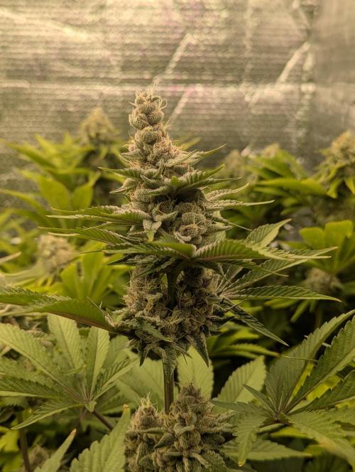 Biotabs/Autopot Tropicana Cherry. Week 12