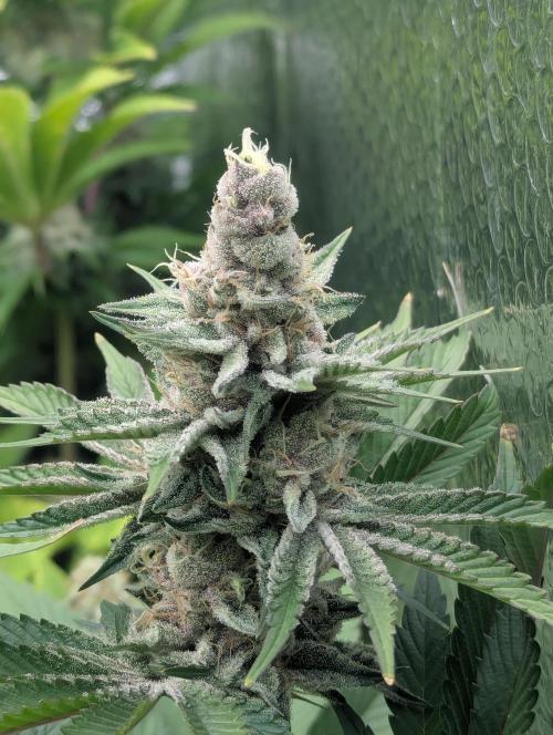 Biotabs/Autopot Tropicana Cherry. Week 12