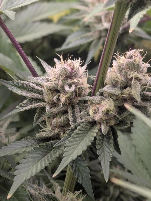 Biotabs/Autopot Tropicana Cherry. Week 12