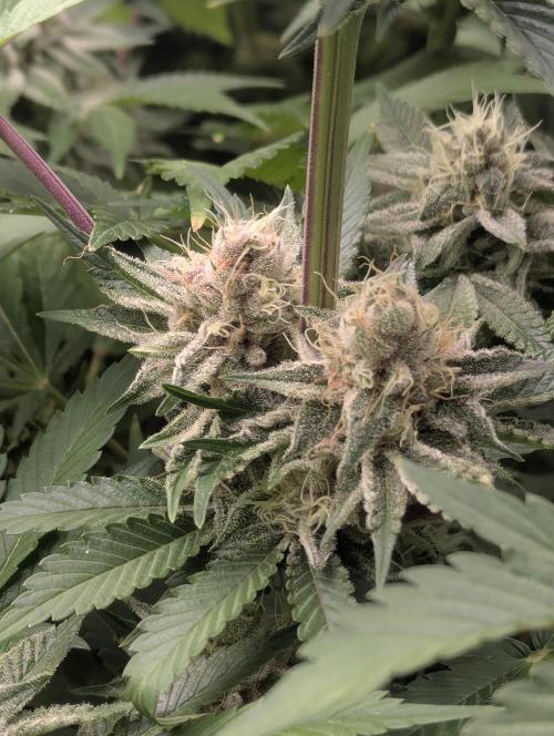 Biotabs/Autopot Tropicana Cherry. Week 12