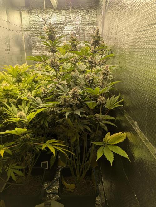 Biotabs/Autopot Tropicana Cherry. Week 12