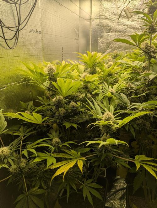 Biotabs/Autopot Tropicana Cherry. Week 12
