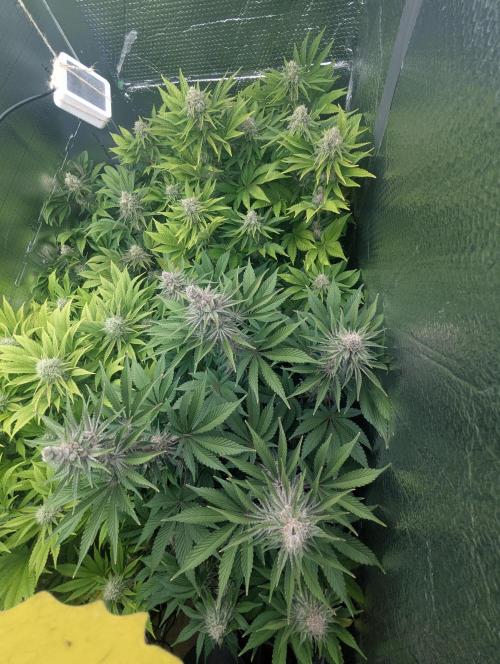Biotabs/Autopot Tropicana Cherry. Week 12