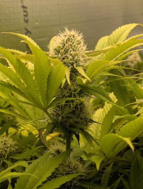 Biotabs/Autopot.- Triple Cheese. Week 12