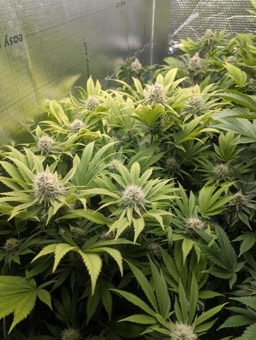 Biotabs/Autopot.- Triple Cheese. Week 12