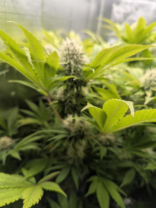 Biotabs/Autopot.- Triple Cheese. Week 12