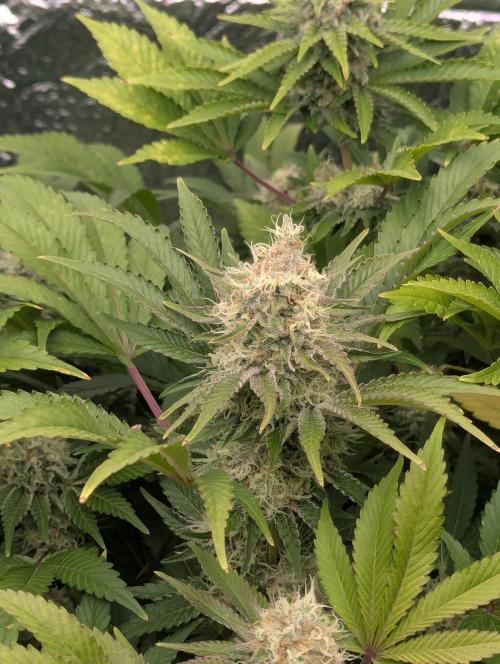 Biotabs/Autopot.- Triple Cheese. Week 12