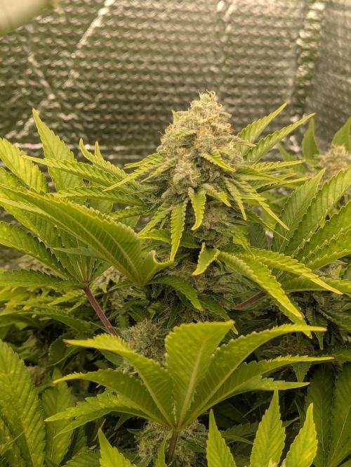 Biotabs/Autopot.- Triple Cheese. Week 12