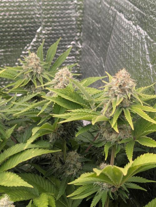 Biotabs/Autopot.- Triple Cheese. Week 12
